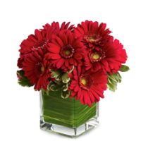 Red Passion Gerberas